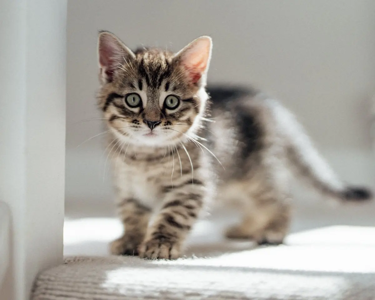 Hampshire showcase tile barn 11